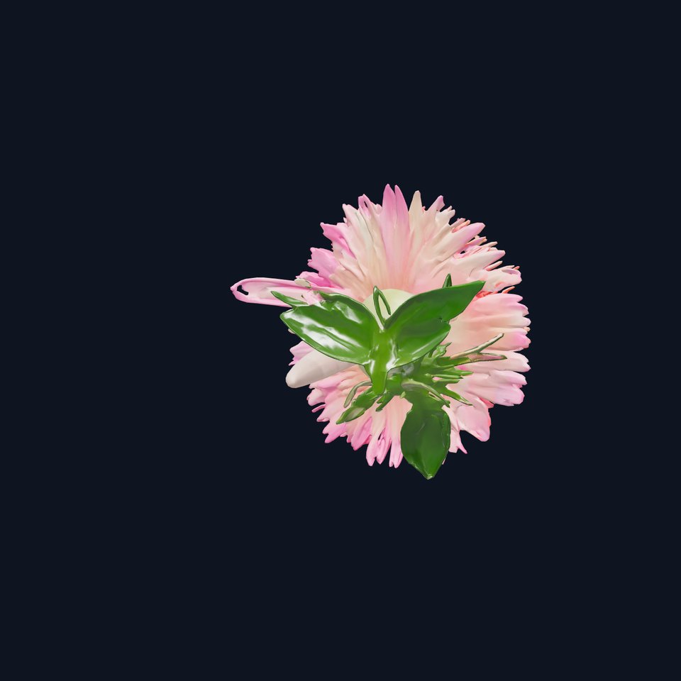 Aster Flower Spectrum Realistic 3D Model Pack
